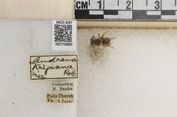 Media type: image;   Entomology 772882 Aspect: Labels